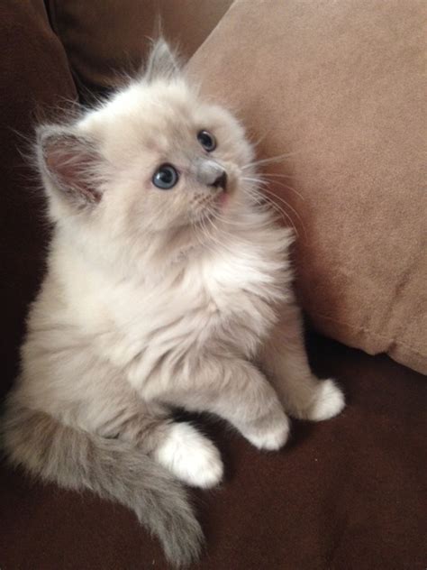 About us. . Free ragdoll kittens melbourne